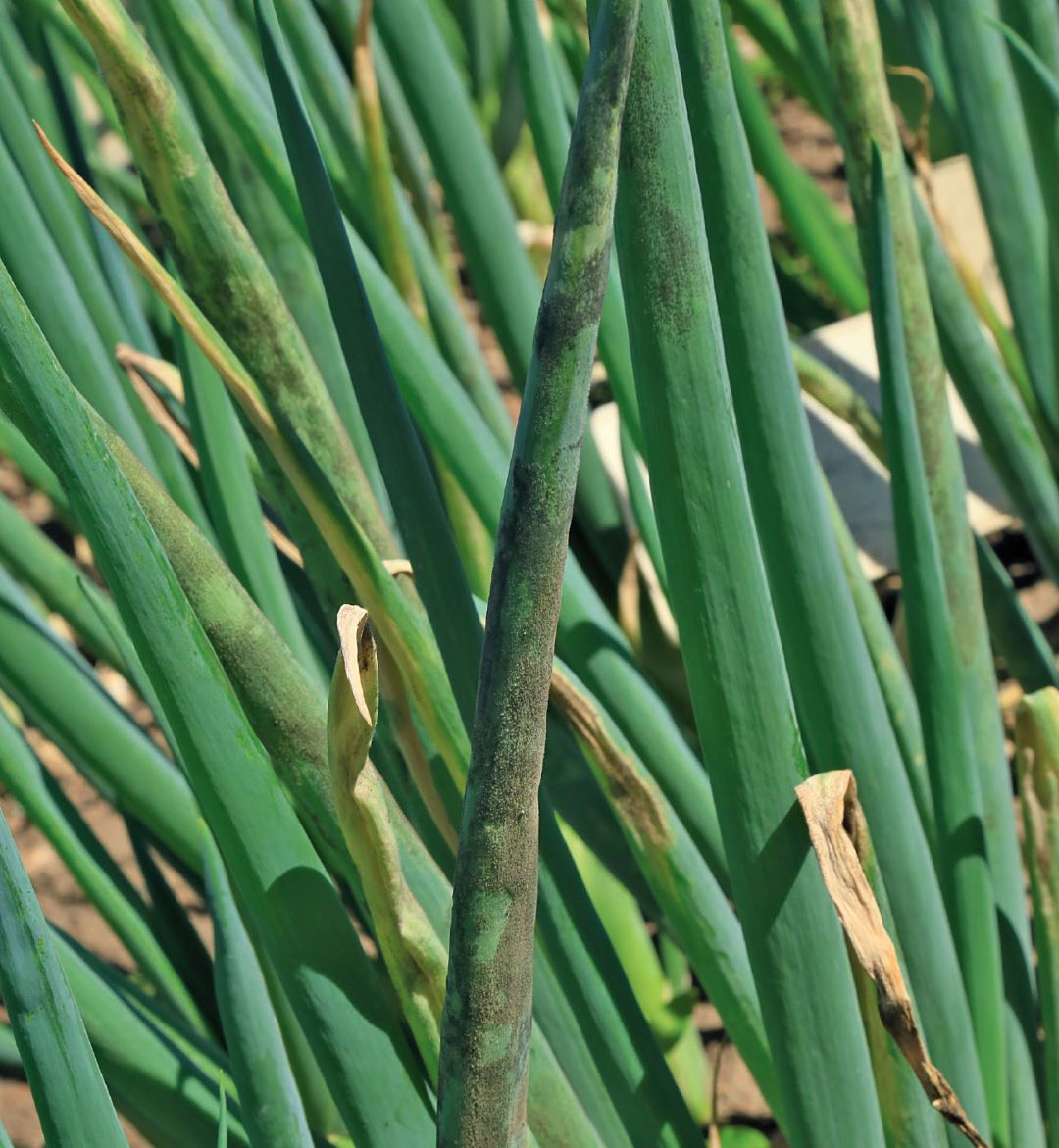 Лук, пораженный пероноспорозом Лук, пораженный пероноспорозом