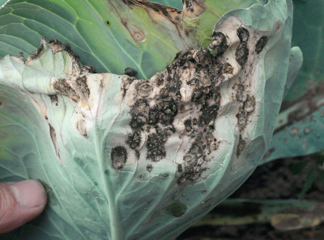 Капуста с симптомами альтернариоза Капуста с симптомами альтернариоза