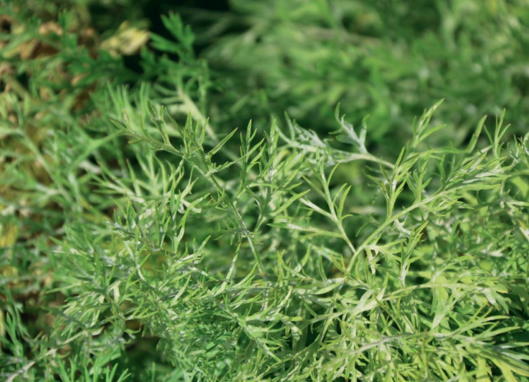 Мучнистая роса на моркови Мучнистая роса на моркови