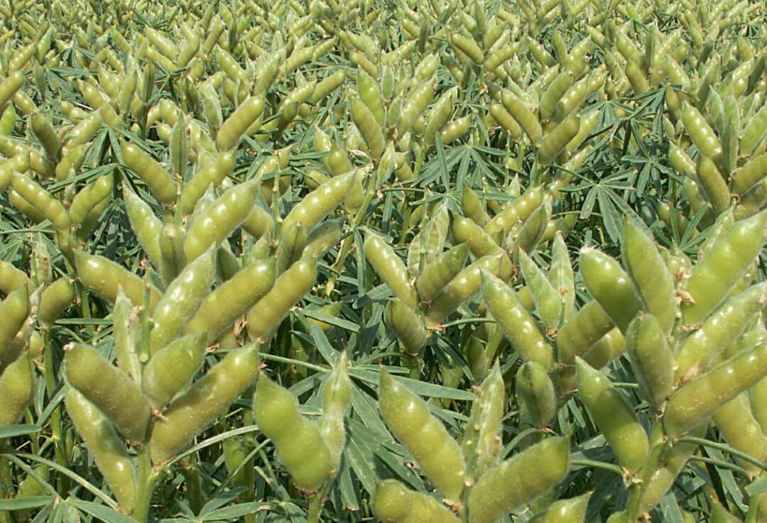 Сорт люпина узколистного Ярык Сорт люпина узколистного Ярык