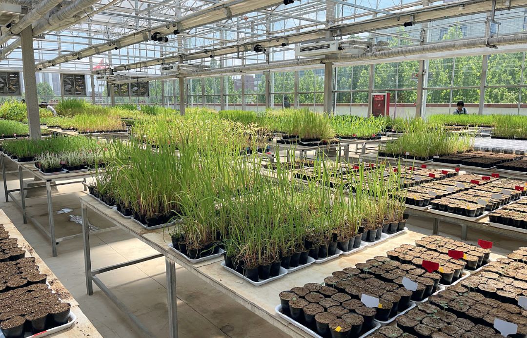 Теплица с контролируемыми параметрами, где проводят исследования Теплица с контролируемыми параметрами, где проводят исследования