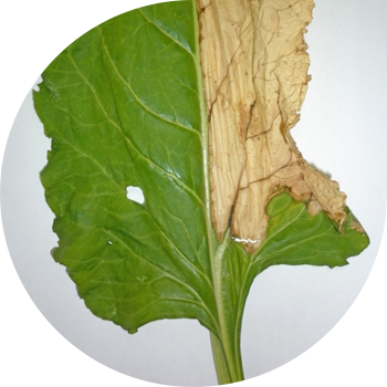 ჭარხლის ვერტიკილოზის გაფუჭება