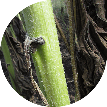 Күнбағыс фомозы