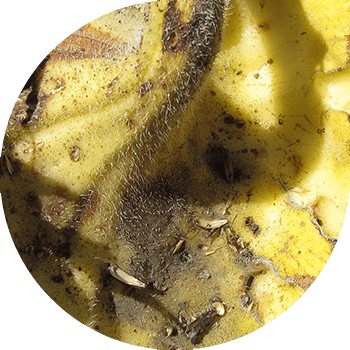 მზესუმზირის ალტერნარიაზი (მუქი ყავისფერი ლაქა)