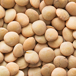 ლენტილი