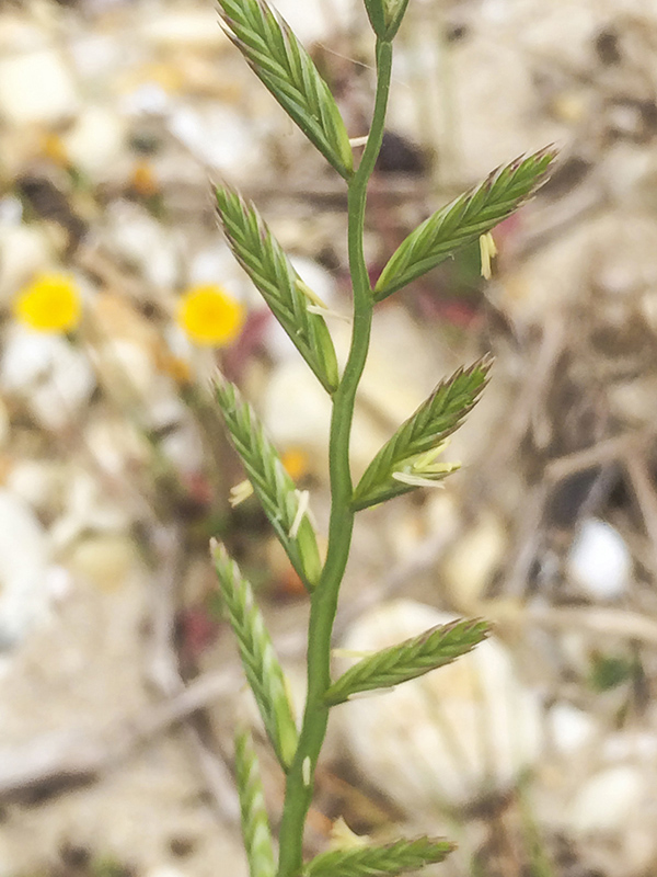 მავნე ობიექტების კატალოგი