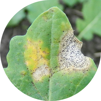 კანოლას ფომოზი