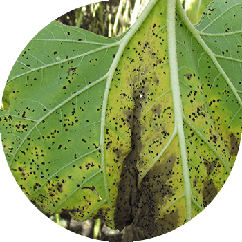 მზესუმზირის ჟანგი