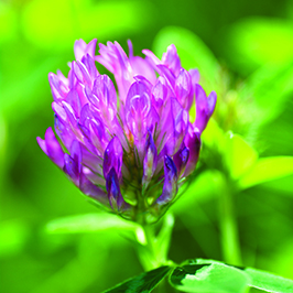 საძოვრები და საკვები ბალახები