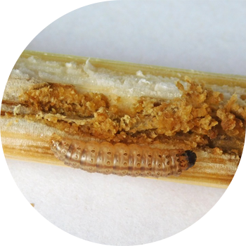 სიმინდის (ღეროვანი) moth
