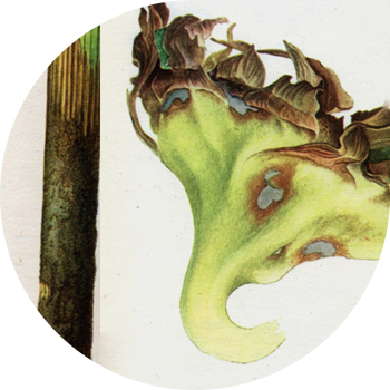 მზესუმზირის ნაცრისფერი ლპობა