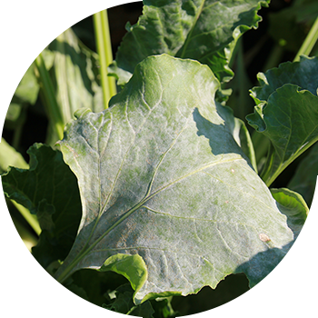 ჭრაქი ჭარხლის mildew