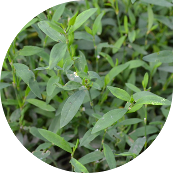 ფრინველის knotweed, scaly, უხეში