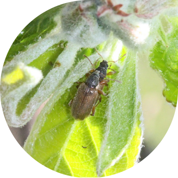 მოგრძო ფოთოლი weevil