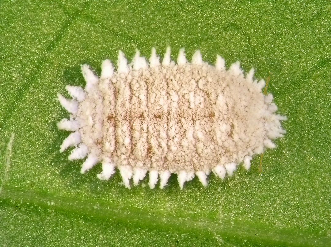 ყურძნის mealybug