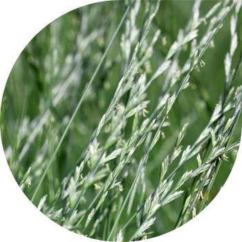 მრავალწლიანი chaff (საძოვრების ryegrass)