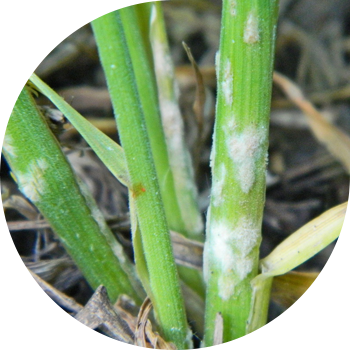 მარცვლეულის ჭრაქი