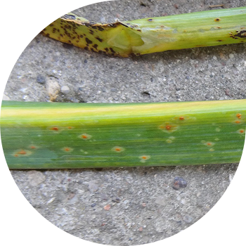 ხახვის ჟანგი