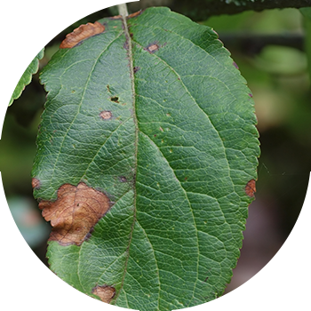 ვაშლის ხის ალტერნარიოზი