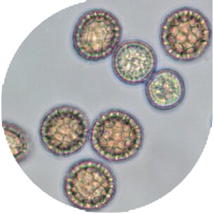 ჯუჯა ცეცხლოვანი