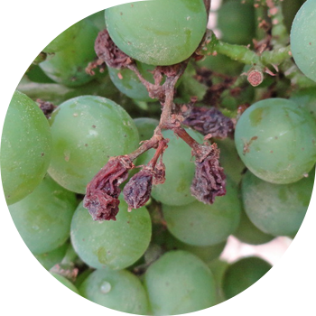 Mildew (ცრუ ჭრაქი) ყურძენი