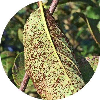 Алмұрт Тоты