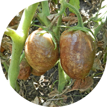 გვიანი ჭირი