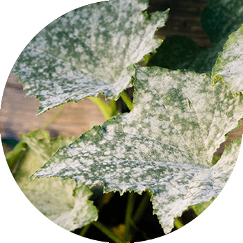 კიტრის ჭრაქი