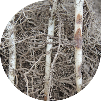 Rhizoctoniosis, ან შავი კარტოფილის scab