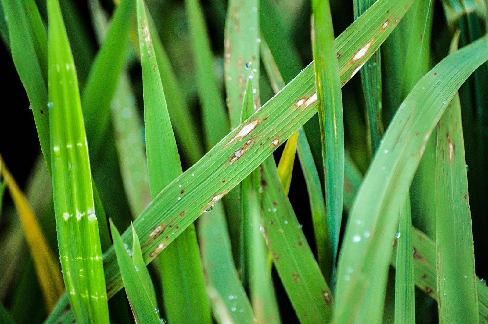 ბრინჯის პირიკულარიაზი