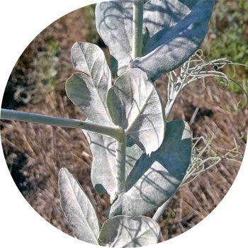 ბარდა ცრუ ჭრაქი