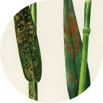 გვირგვინი rust of შვრია