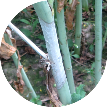 სკლეროტინიოზი, ან ჯვარცმული კულტურების თეთრი ლპობა