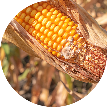 სიმინდის კობრების ფუზარიუმი