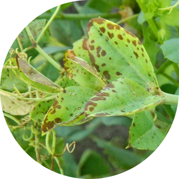 ბარდა ასკოქიტოზი