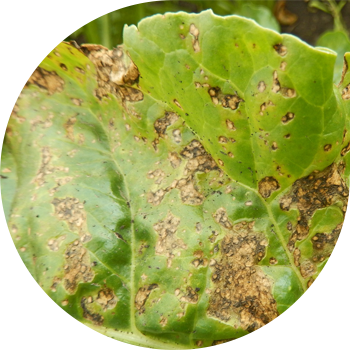 Бактериялық дақ