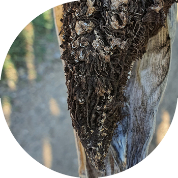 Шаңды жүгері