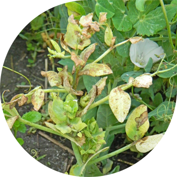 ბარდა ანტრაკნოზი