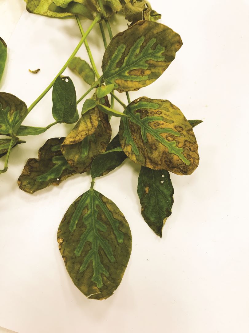 სოიოს ფუზარიუმი