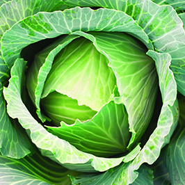 კომბოსტო