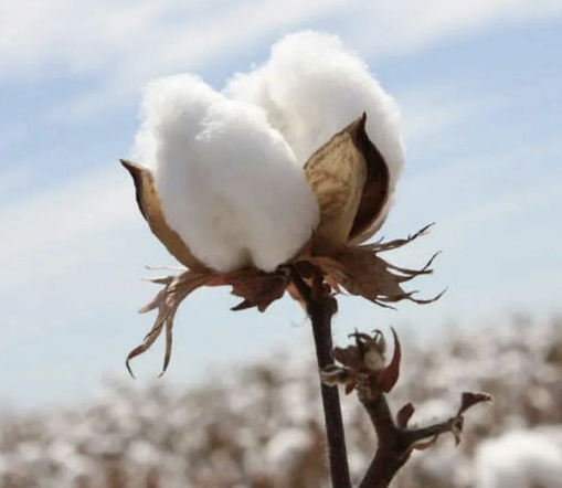 ბამბის მრეწველობა