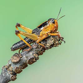 კალიის სახეობები