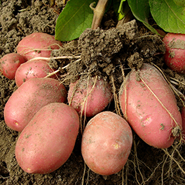 კარტოფილი