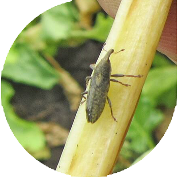 ჭარხალი weevil-stalk-eater