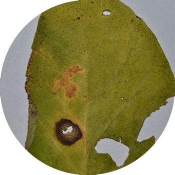 სოიოს ასკოქიტოზი