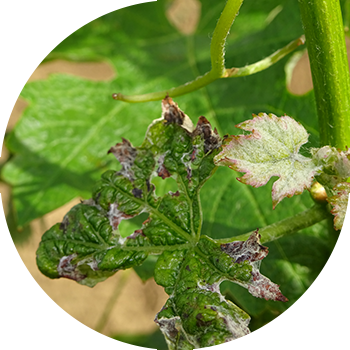 ყურძნის ანტრაკნოზი