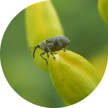 სათესლე rapeseed tapeworm