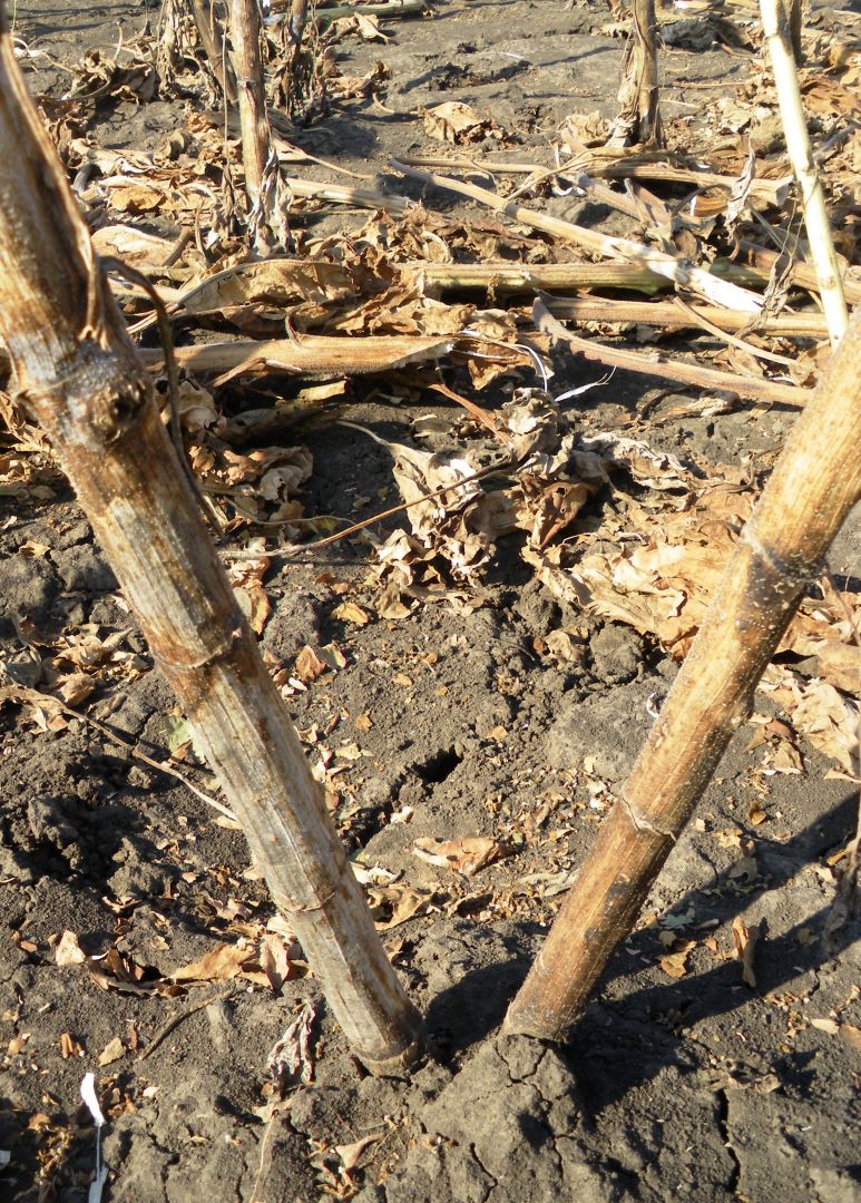 მზესუმზირის ნახშირის (ნაცარი) ლპობა