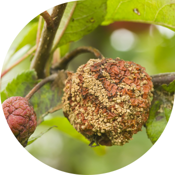 ვაშლის ხის ხილის ლპობა ან მონილიოზი