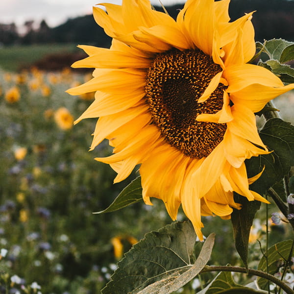 Row მოსავლის დათესვა კალკულატორი